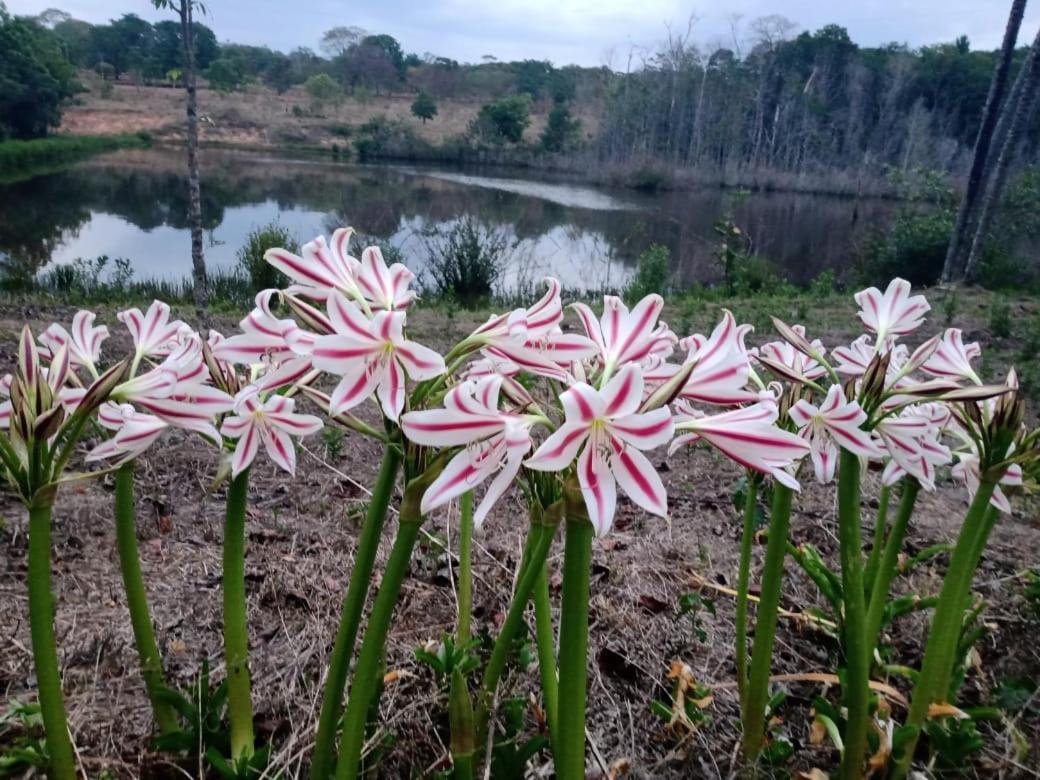 Pirenópolis Chacara Bica Daguaヴィラ エクステリア 写真